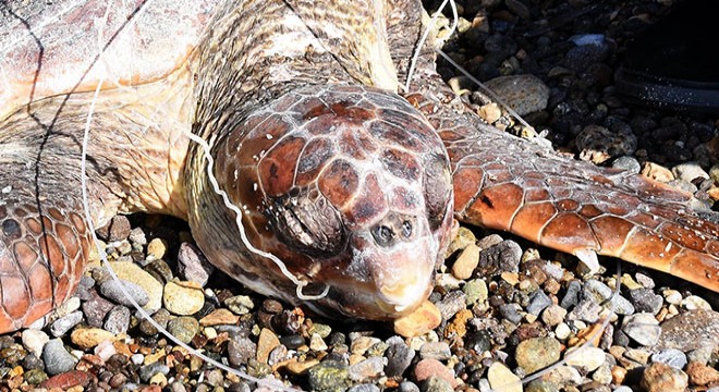 Olta iğnesi yutan caretta caretta öldü