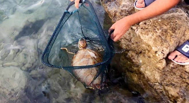 Oltaya caretta caretta yavrusu takıldı