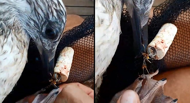 Oltaya takılan martıyı dalış eğitmeni kurtardı