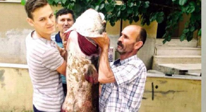 Oltayla 2 metrelik yayın balığı yakaladılar