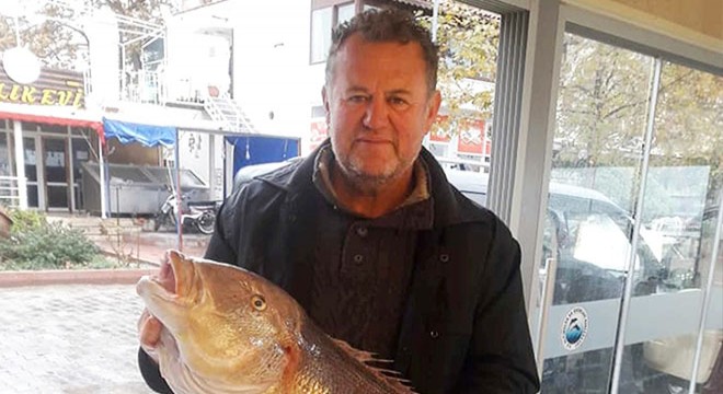 Oltayla 9 kilo 100 gramlık sinarit yakaladı