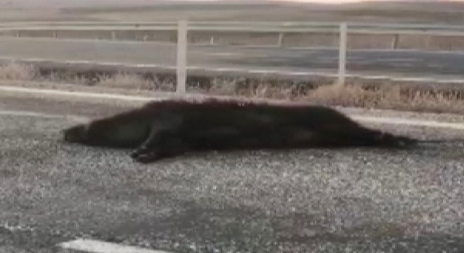 Ölü domuzu otomobiliyle sürükleyen sürücüye ceza