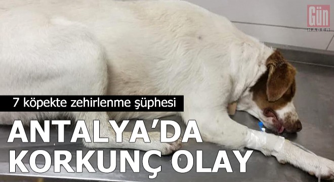 Ölü bulunan 7 köpekte zehirlenme şüphesi