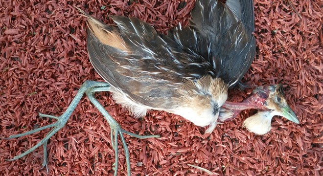 Ölü bulunan kuşun Türkiye de ilk defa görülen Çizgili Yelve olduğu belirlendi