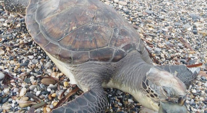 Ölü caretta caretta kıyıya vurdu