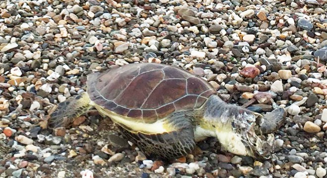 Ölü caretta caretta kıyıya vurdu