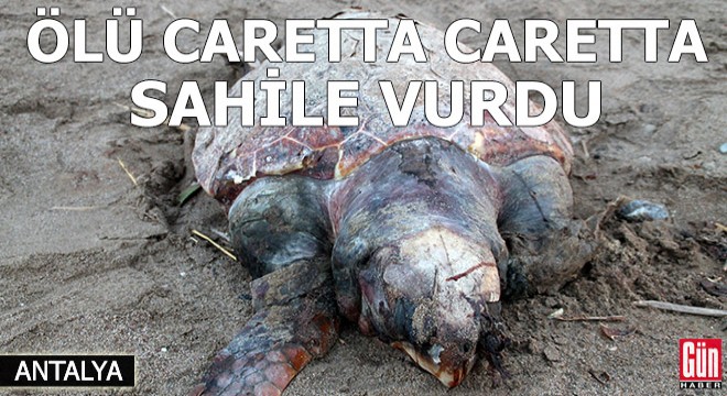 Ölü caretta caretta sahile vurdu