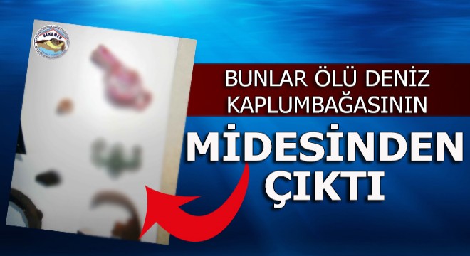 Ölü deniz kaplumbağasının midesinden bakın neler çıktı