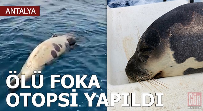 Ölü foka otopsi yapıldı