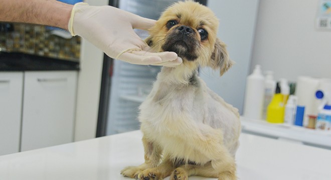 Ölüme terk edilen köpeğe cinsel saldırı şüphesi