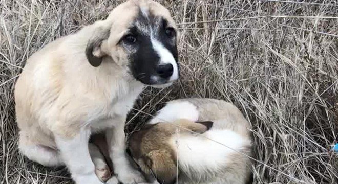 Ölüme terk edilen köpeklerden 3'ü, telef oldu