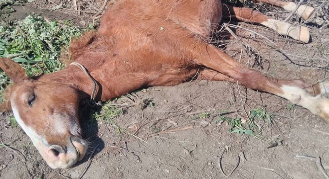 Ölüme terk edilen gebe ata sezaryen yapıldı