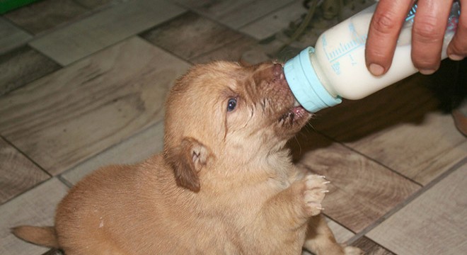 Ölüme terk edilen yavru köpekleri kurtardı