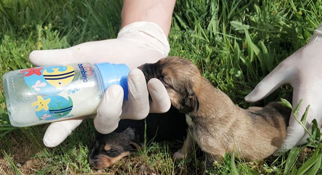 Ölüme terk edilen yeni doğmuş köpekler korumaya alındı