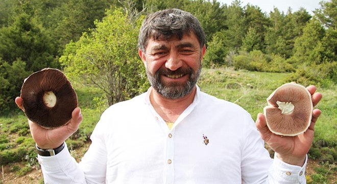 Olur yaylalarında mantar bereketi