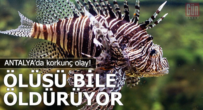 Ölüsü bile öldürüyor! Ayağına düştü, bakın ne hale geldi