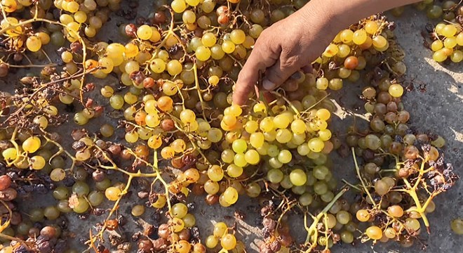 Ömerli'de kuru üzüm mesaisi başladı