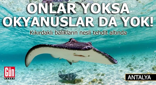 Onlar yoksa okyanuslar da yok!