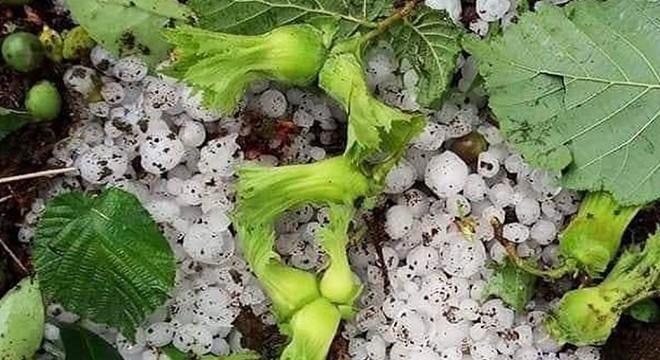 Ordu'da dolu hasarının tespiti sürüyor