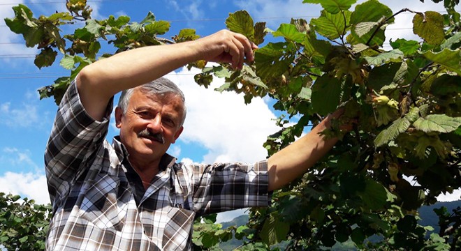 Ordu'da erken fındık hasadı