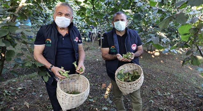 Ordu’da fındık hasadı 'resmen' başladı