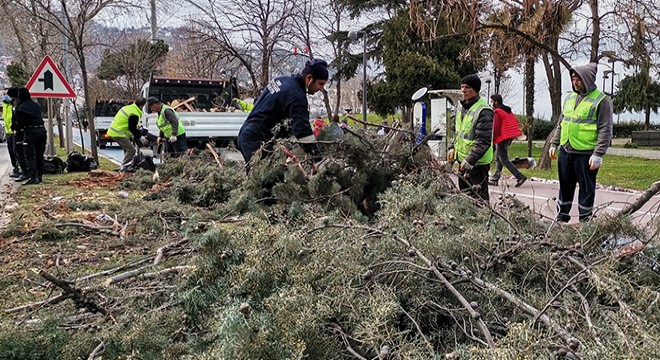 Ordu’da şiddetli rüzgar ağaçları devirdi