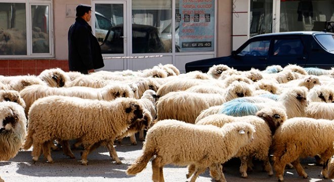 Ordu'da yaylalara göç