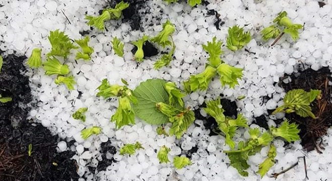 Ordu’da dolu, fındık bahçelerini vurdu