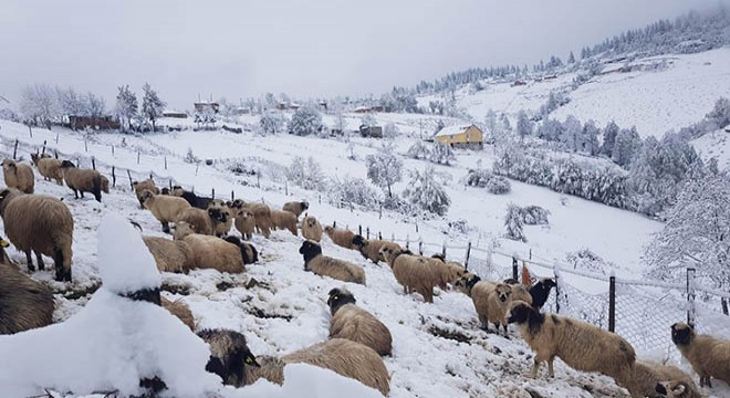 Ordu da yaylacılar kara yakalandı