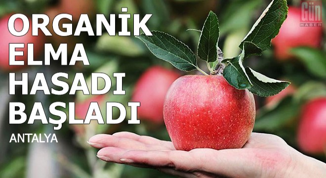 Organik elma hasadı başladı
