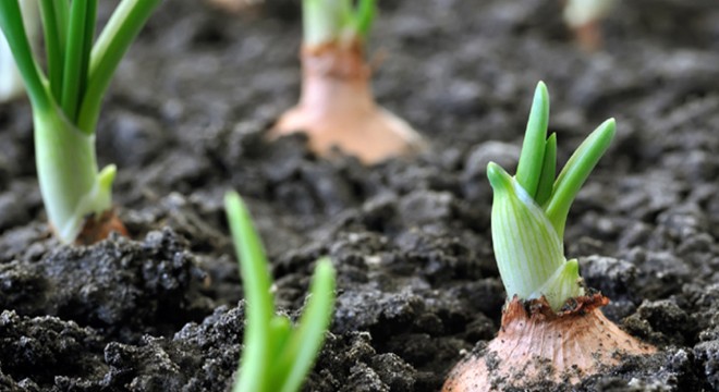 Organik tarım yüzde 46 arttı