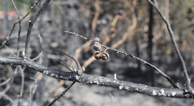 Orhaneli'deki orman yangınına 3 gözaltı