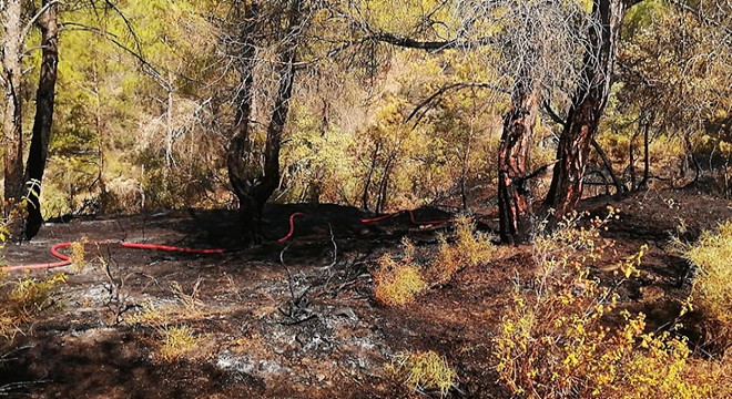 Orman yangını büyümeden söndürüldü