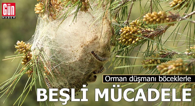 Orman düşmanı böceklerle beşli mücadele