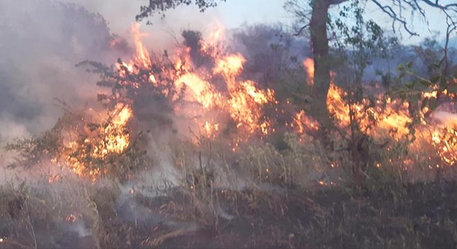 Orman yangınında 3 dönüm alan zarar gördü