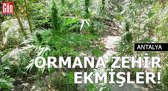 Ormana zehir ekmişler!