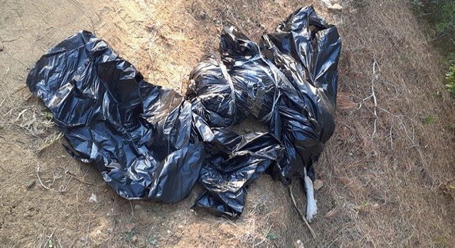 Ormana atılmış çöp poşetinde ölmüş köpek bulundu