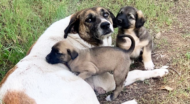Ormanda beslediği yavru köpeklerden birini ölü bulunca yıkıldı