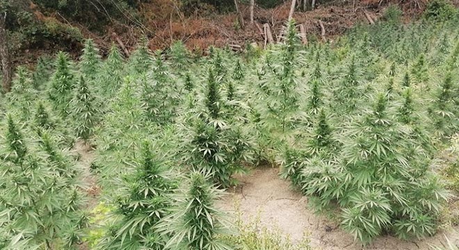 Ormanda ele geçirilen 55 bin kök kenevir imha edildi