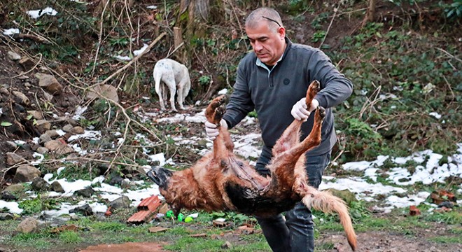 Ormanda vurularak öldürülen 5 köpek bulundu