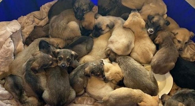 Ormanda ölüme terk edilen onlarca yavru köpek bulundu