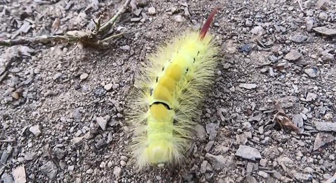 Ormanı istila eden tırtıllarla biyolojik mücadele