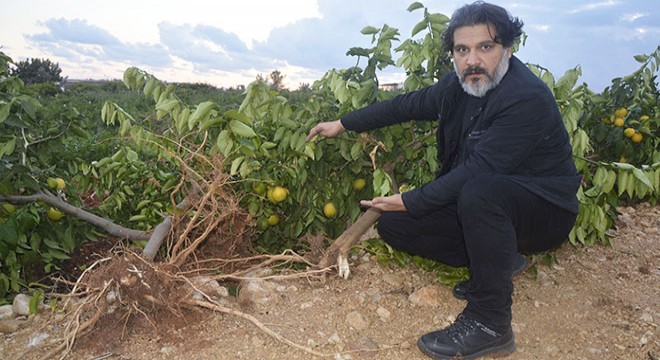 Ormanlık alana dikilen 1600 limon ağacı söküldü