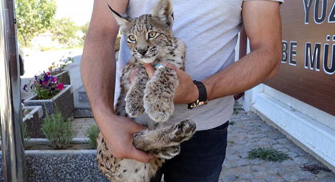 Ormanlık alanda yaralı bulunan vaşak, tedaviye alındı