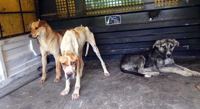 Ormanlık alanda 12 köpek ölü bulundu