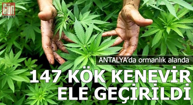 Ormanlık alanda 147 kök kenevir ele geçirildi