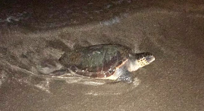 Örnekköy sahilinde caretta sürprizi