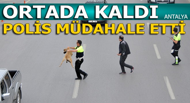 Ortada kaldı polis müdahale etti