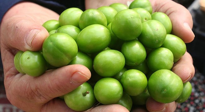 Örtüaltı erik hasadı başladı