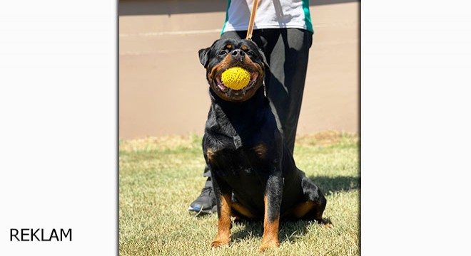 Osmanbey Köpek Eğitimi